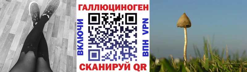 где купить наркоту  Зверево  Псилоцибиновые грибы Psilocybine cubensis 